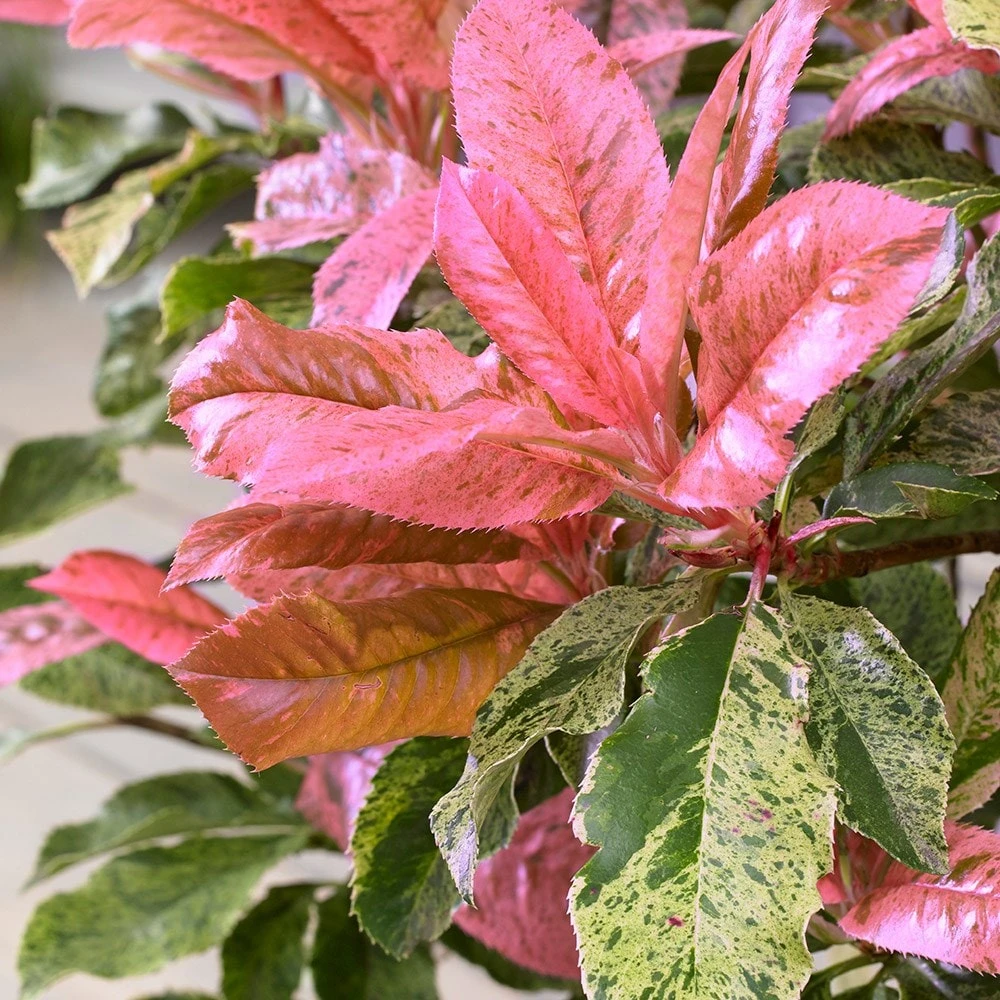 Photinia Serratifolia Pink Crispy ('Oploo5') (PBR) - Image 3