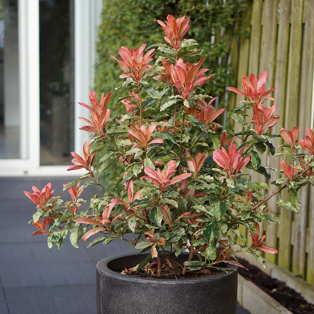 Photinia Serratifolia Pink Crispy ('Oploo5') (PBR) - Image 4