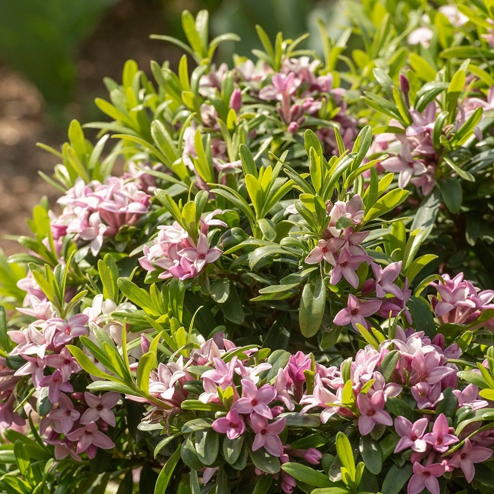 Daphne × Transatlantica Pink Fragrance ('Blapink') (PBR) - Image 2