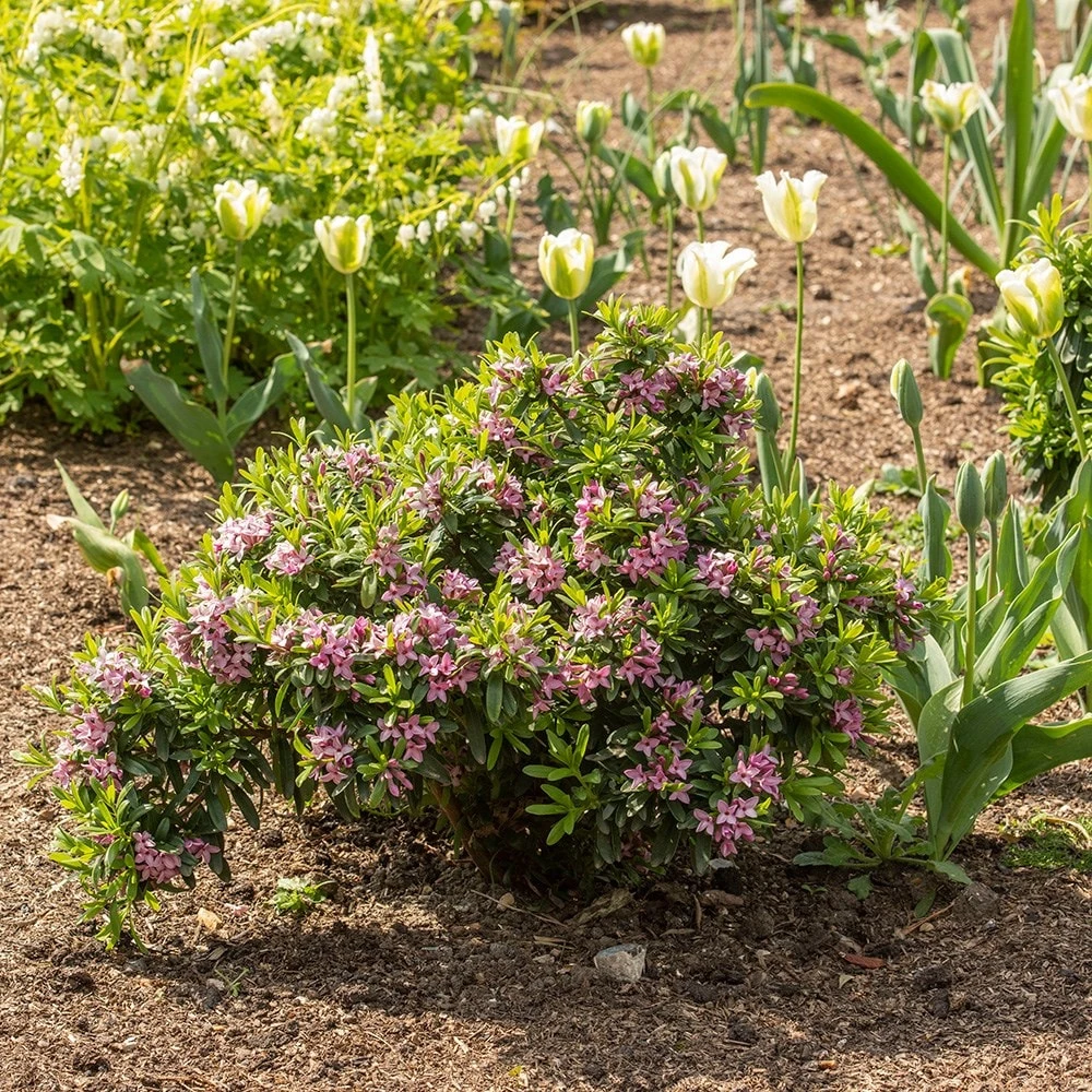 Daphne × Transatlantica Pink Fragrance ('Blapink') (PBR) - Image 3