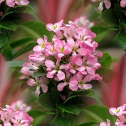 Escallonia Laevis Pink Elle ('Lades') (PBR)