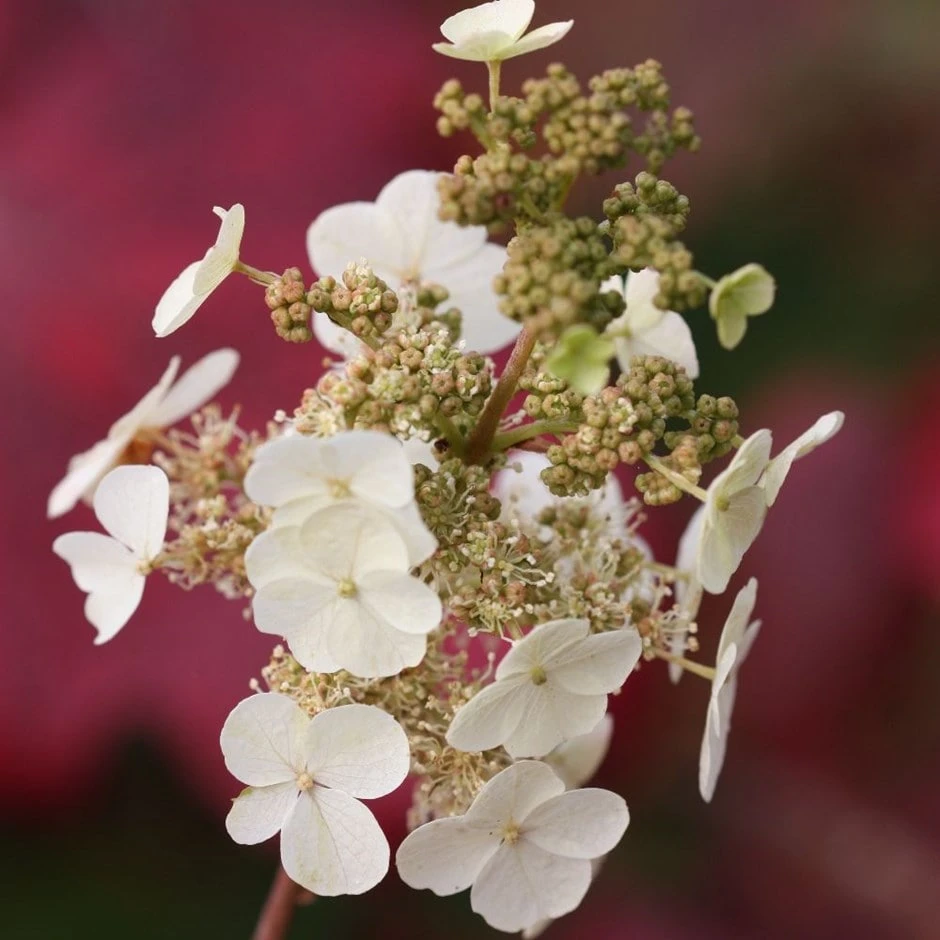 Hydrangea Quercifolia
