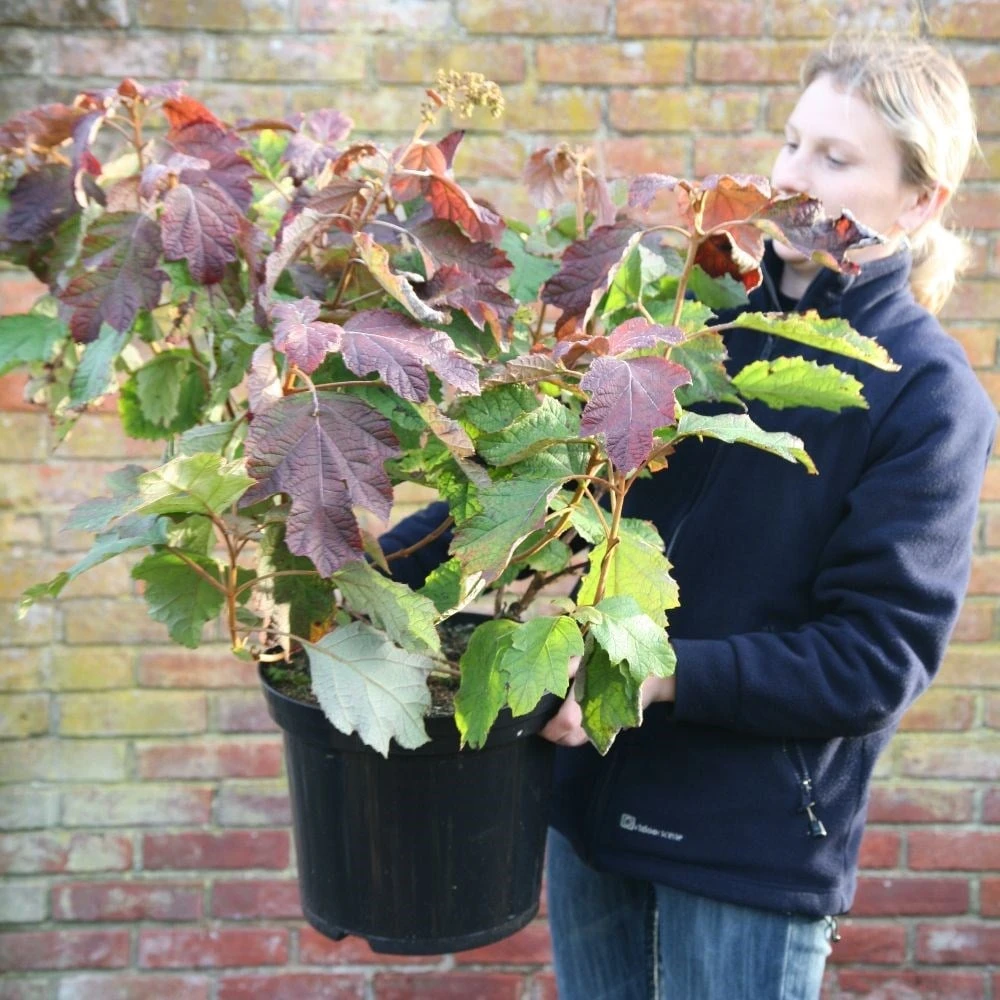 Hydrangea Quercifolia - Image 2