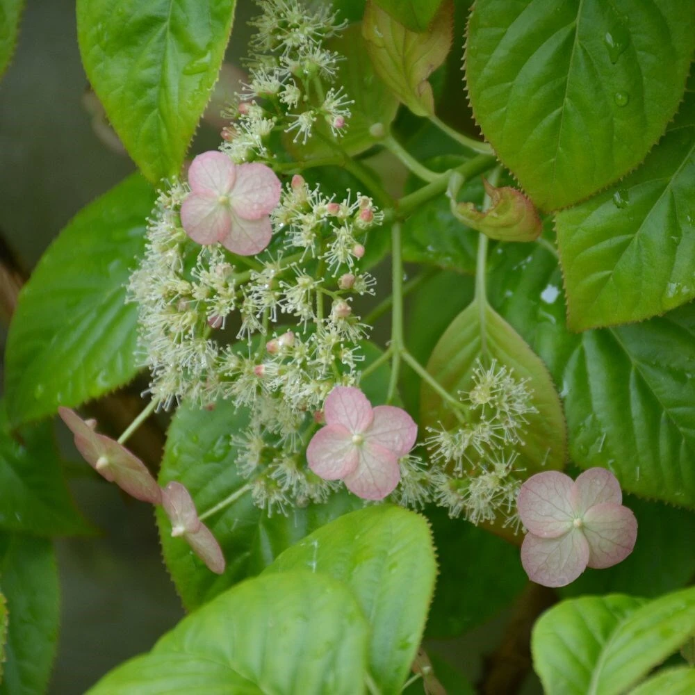 Hydrangea Anomala Subsp. Glabra 'Crûg Coral' - Image 2