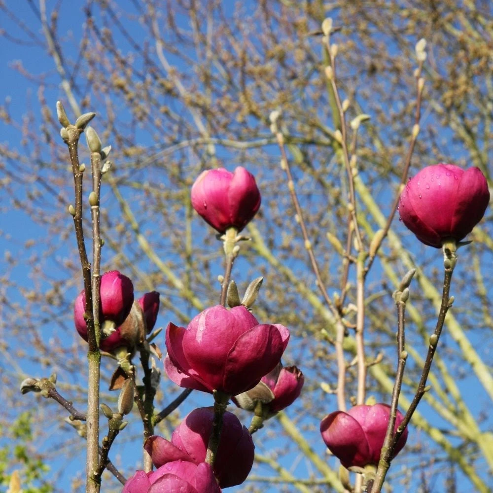 Magnolia Black Tulip ('Jurmag1') (PBR) - Image 2