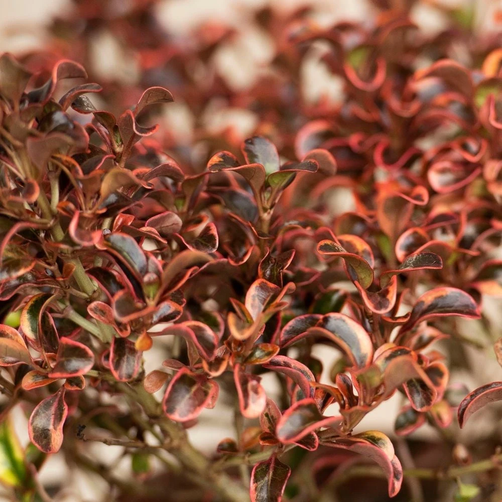 Coprosma 'Inferno' (PBR) - Image 2