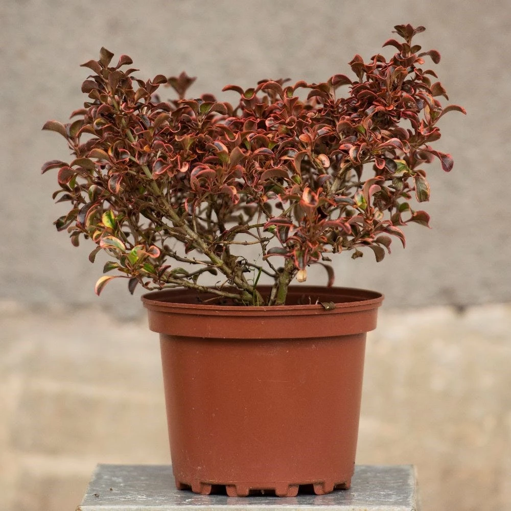 Coprosma 'Inferno' (PBR) - Image 3