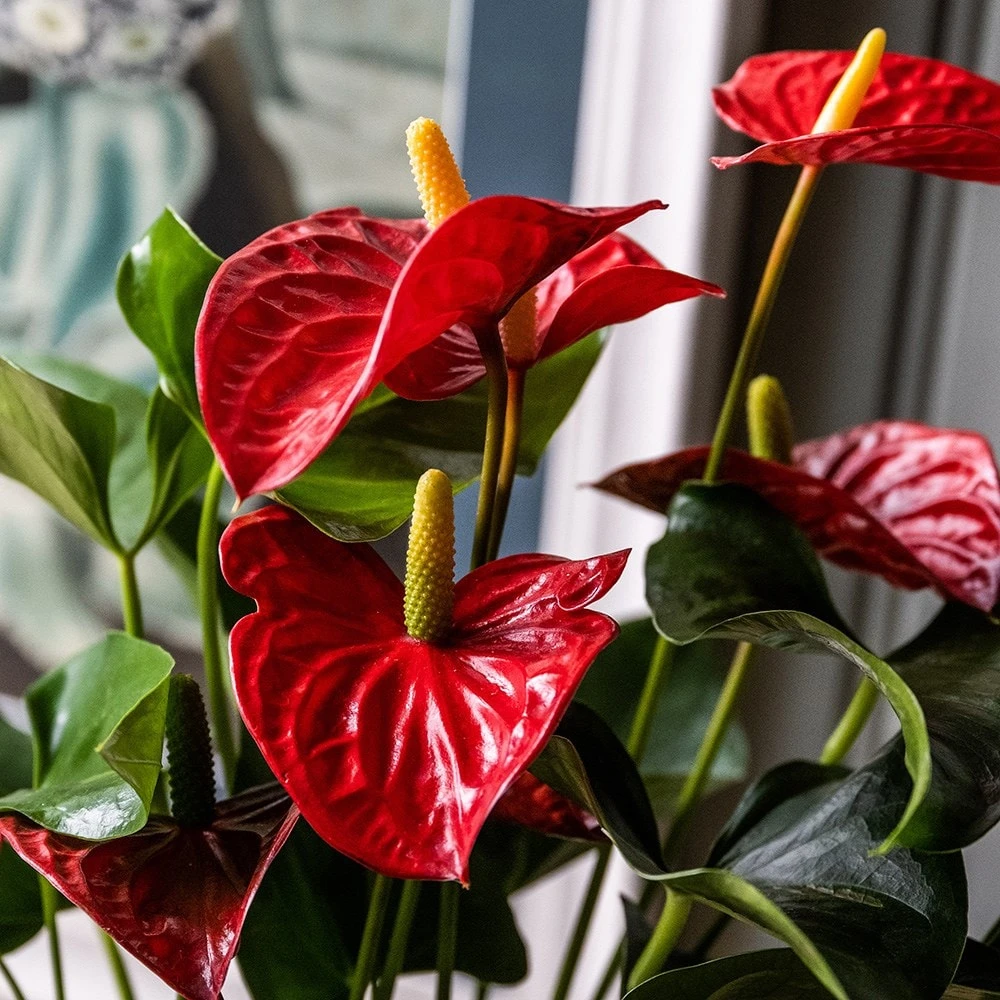 Anthurium (Andraeanum Group) Red Champion ('Anthbnena') (PBR) - Image 2