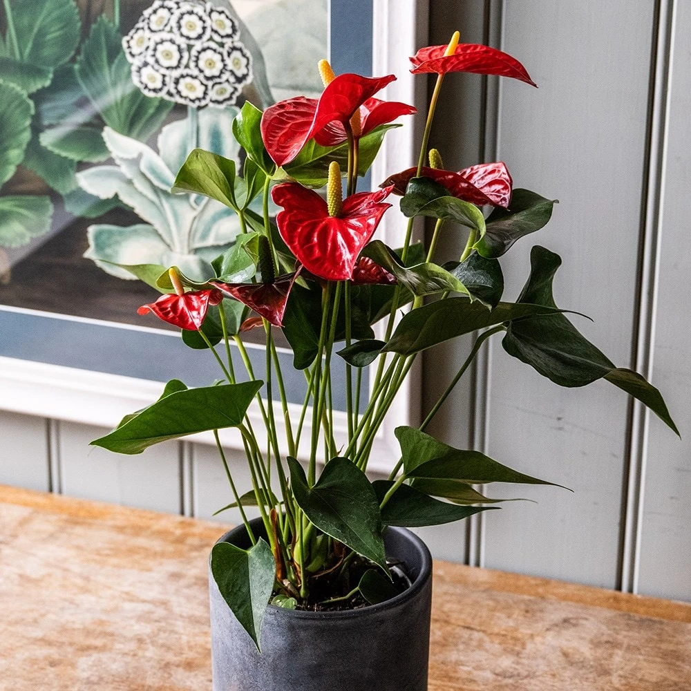 Anthurium (Andraeanum Group) Red Champion ('Anthbnena') (PBR) - Image 3