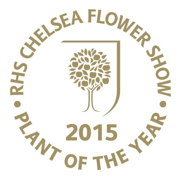 Viburnum Plicatum F. Tomentosum Kilimanjaro Sunrise ('Jww5') (PBR) - Image 3