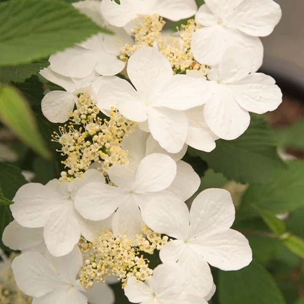 Viburnum Plicatum F. Tomentosum Kilimanjaro Sunrise ('Jww5') (PBR) - Image 4