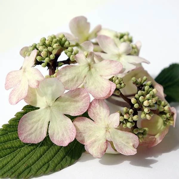 Viburnum Plicatum F. Tomentosum Kilimanjaro Sunrise ('Jww5') (PBR) - Image 5