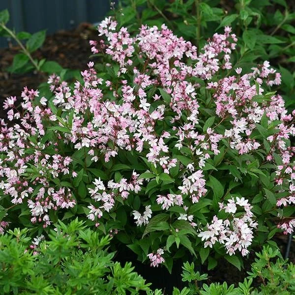 Deutzia × Rosea Yuki Cherry Blossom ('Ncdx2') (PBR) - Image 2