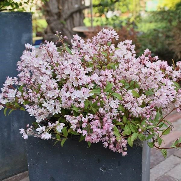Deutzia × Rosea Yuki Cherry Blossom ('Ncdx2') (PBR) - Image 3