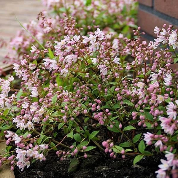 Deutzia × Rosea Yuki Cherry Blossom ('Ncdx2') (PBR) - Image 4
