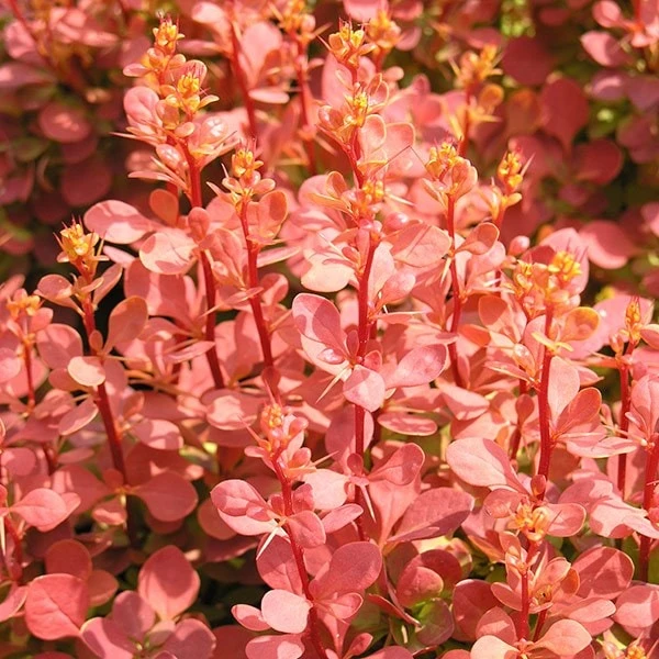 Berberis Thunbergii 'Orange Sunrise' (PBR) - Image 2