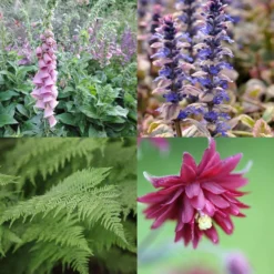 Slug-resistant Plant Combination For Shade