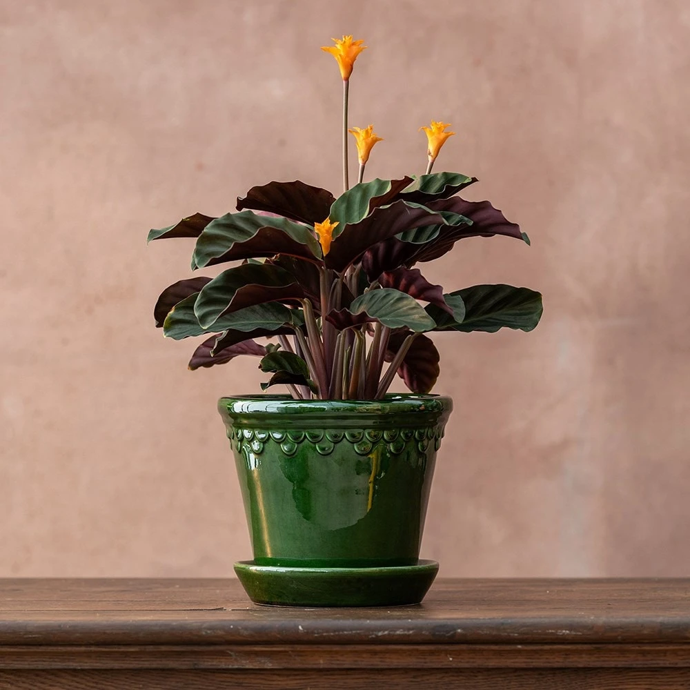 Goeppertia Crocata 'Tassmania' - Image 2