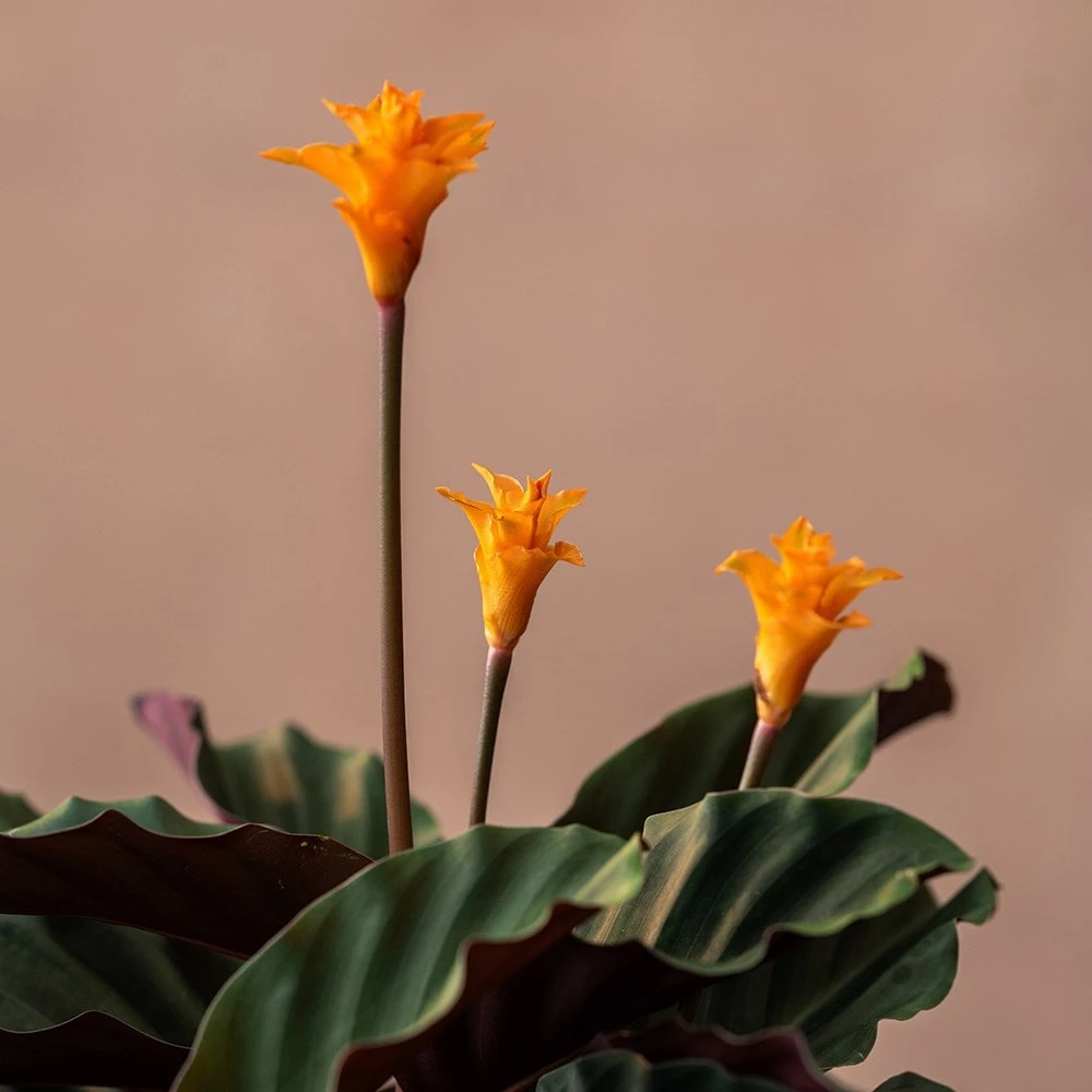 Goeppertia Crocata 'Tassmania' - Image 3