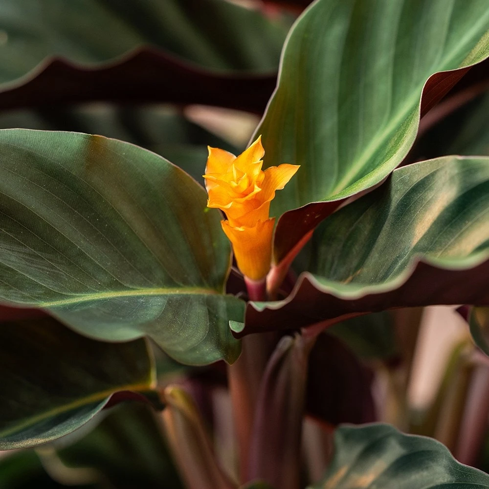 Goeppertia Crocata 'Tassmania' - Image 4