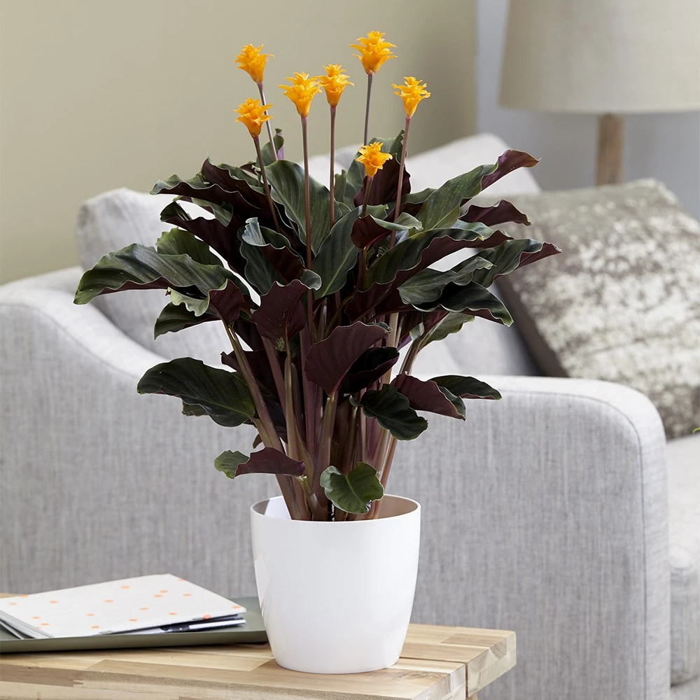 Goeppertia Crocata 'Tassmania' - Image 5