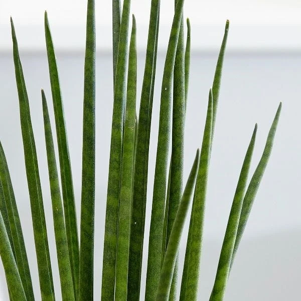 Sansevieria Bacularis 'Mikado' - Image 2