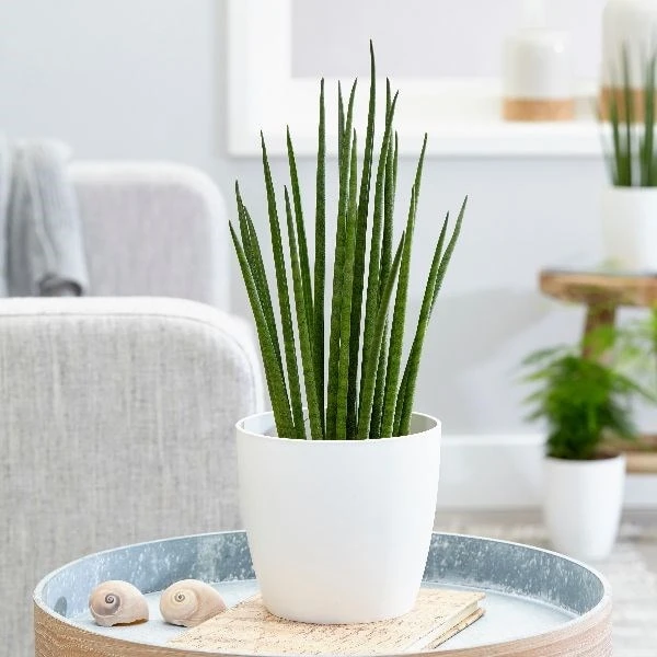 Sansevieria Bacularis 'Mikado' - Image 3