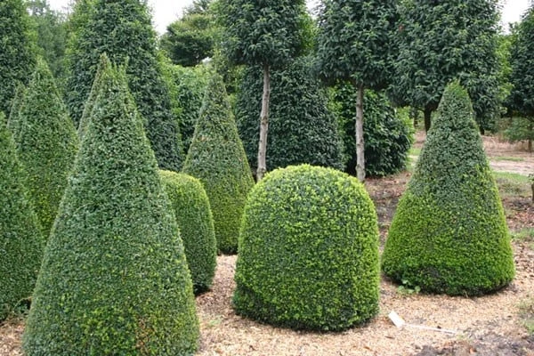 Buxus Sempervirens - Image 2