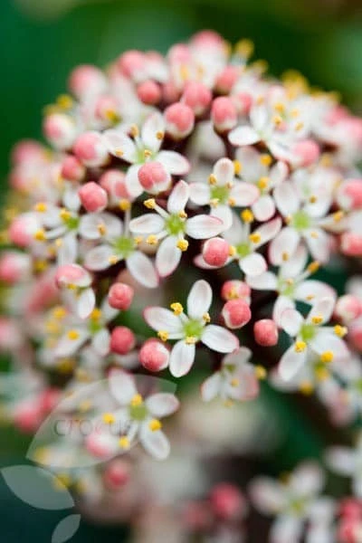 Skimmia Japonica 'Rubella' (male) - Image 2