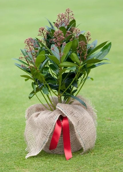 Skimmia Japonica 'Rubella' (male) - Image 3