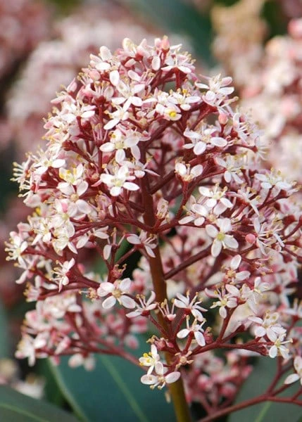 Skimmia Japonica 'Rubella' (male) - Image 4