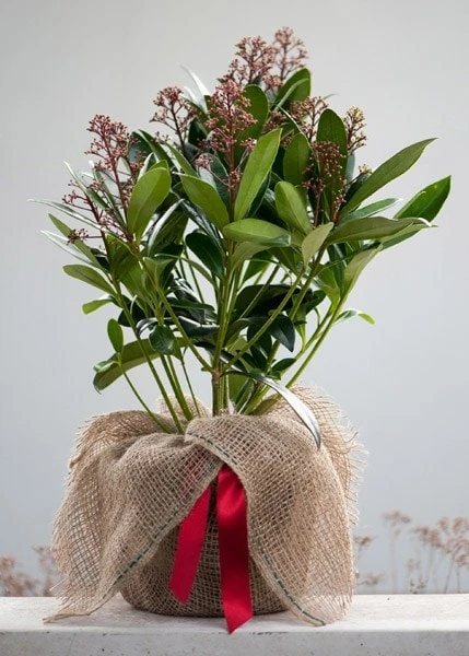 Skimmia Japonica 'Rubella' (male) - Image 5