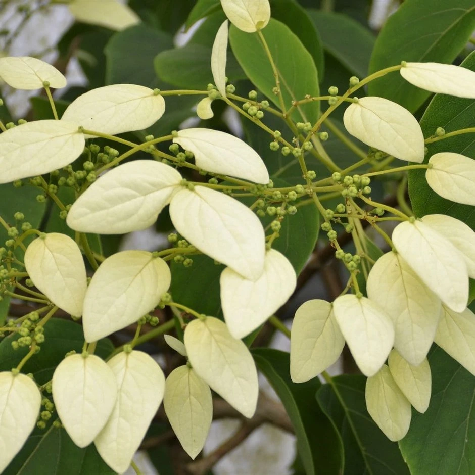 Schizophragma Fauriei 'Angel Wings'