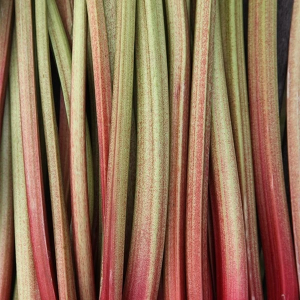 Rhubarb 'Timperley Early' - Image 4