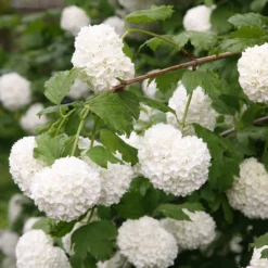 Viburnum Opulus 'Roseum'