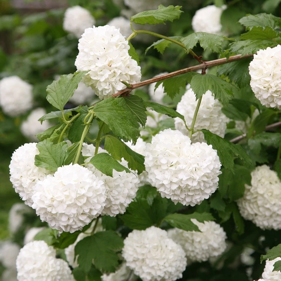 Viburnum Opulus 'Roseum'