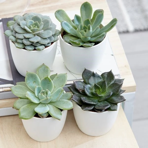 Echeveria Starter Collection - Image 2