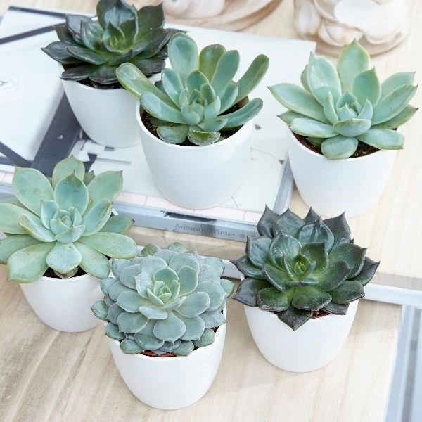 Echeveria Starter Collection - Image 3