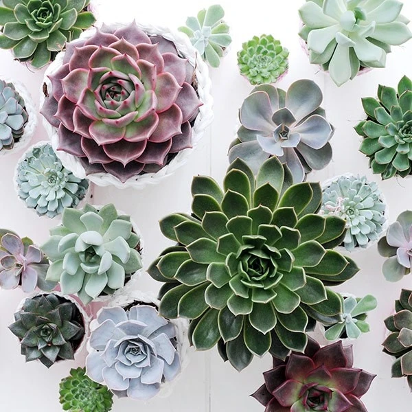 Echeveria Starter Collection - Image 5