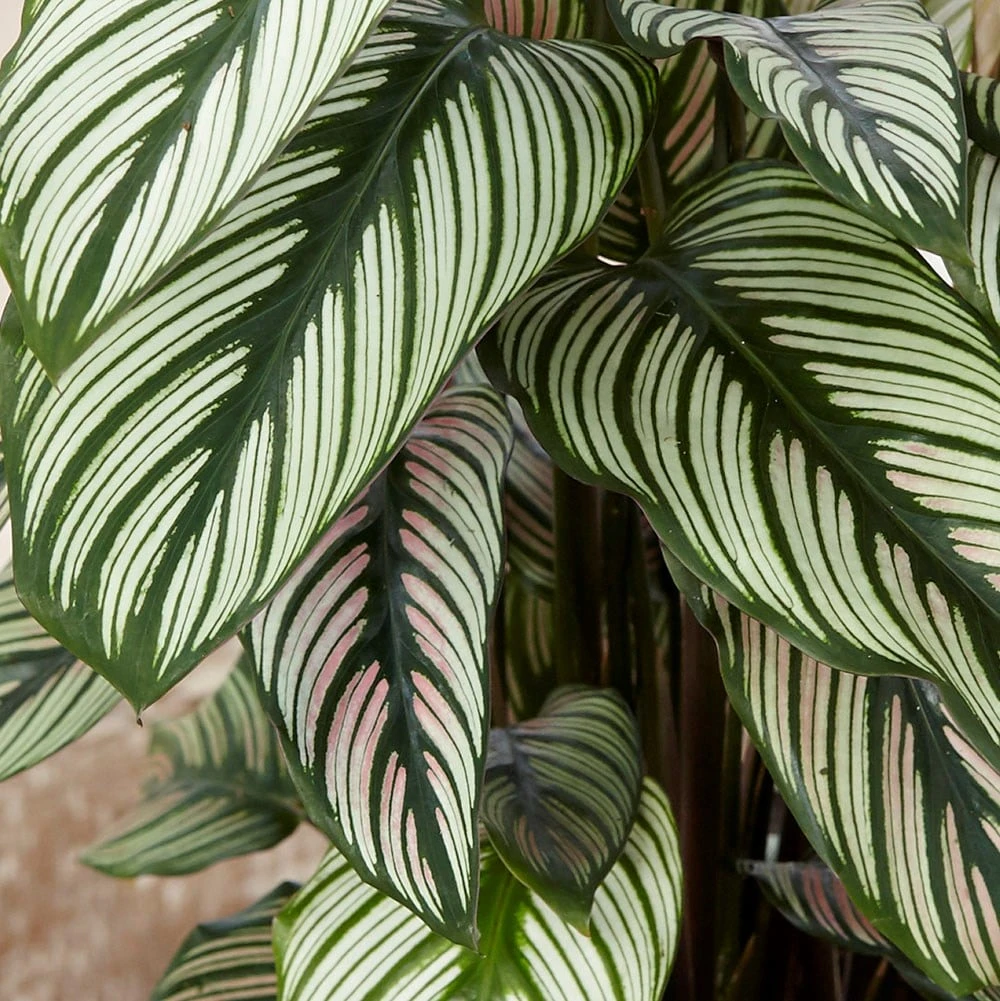 Goeppertia 'Whitestar' - Image 2