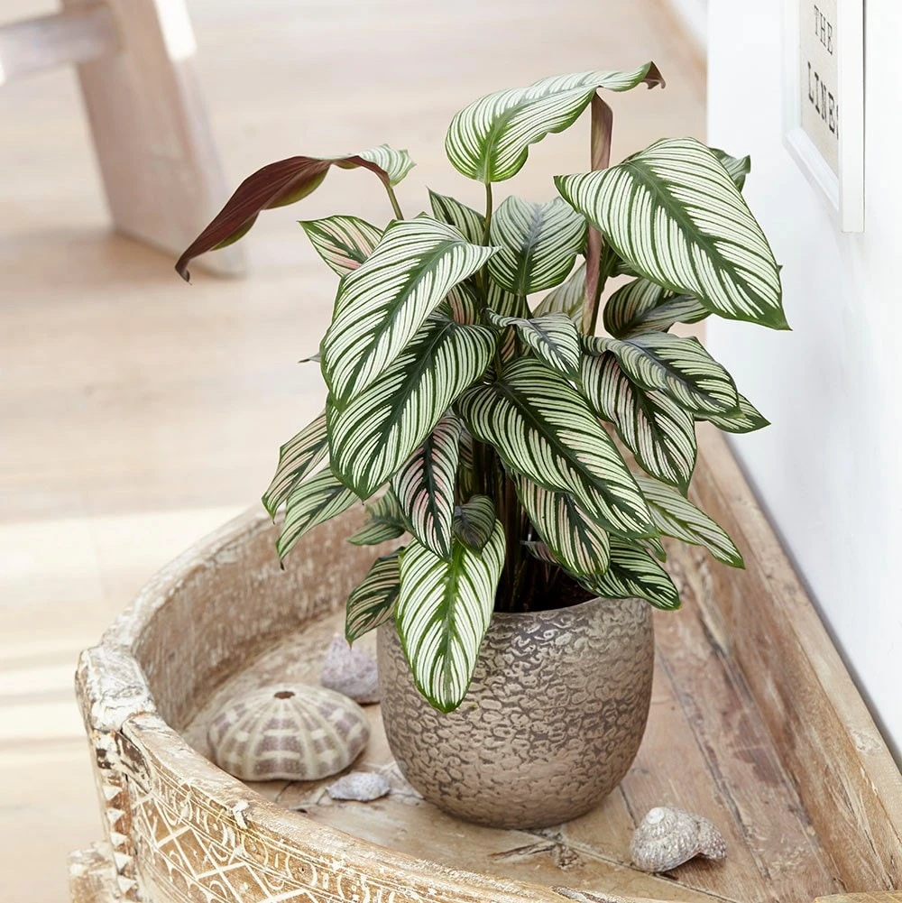 Goeppertia 'Whitestar' - Image 3