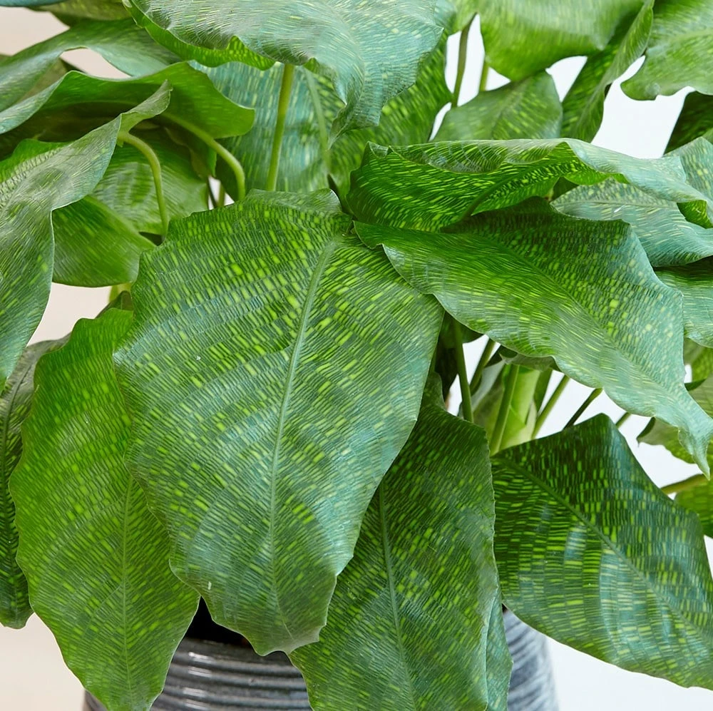 Calathea Network ('Pp0005') (PBR) - Image 2