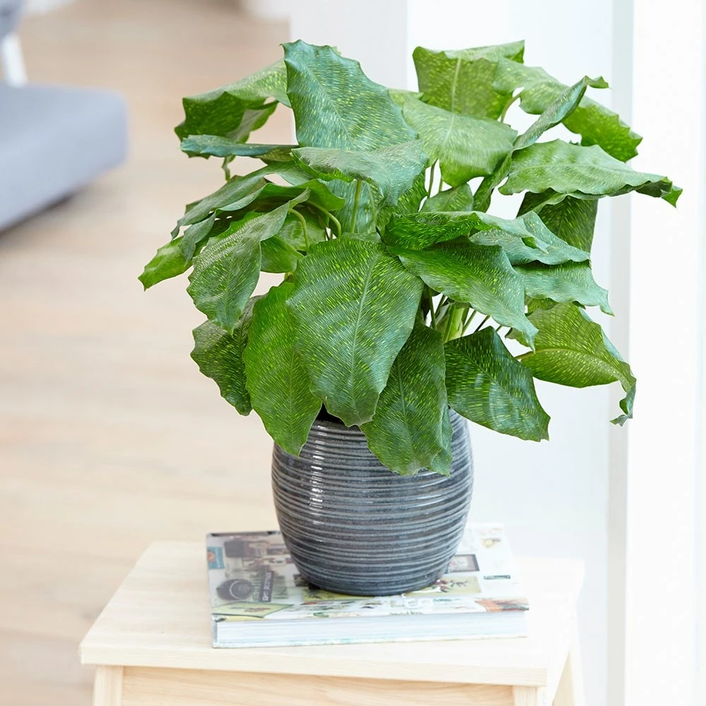 Calathea Network ('Pp0005') (PBR) - Image 3