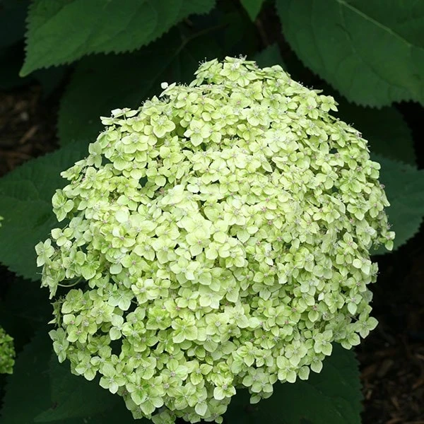 Hydrangea Arborescens Lime Rickey ('Smnhalr') (PBR) - Image 2