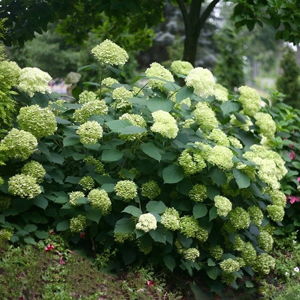 Hydrangea Arborescens Lime Rickey ('Smnhalr') (PBR) - Image 3