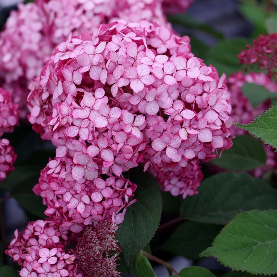 Hydrangea Arborescens Ruby Annabelle ('Ncha3') (PBR)