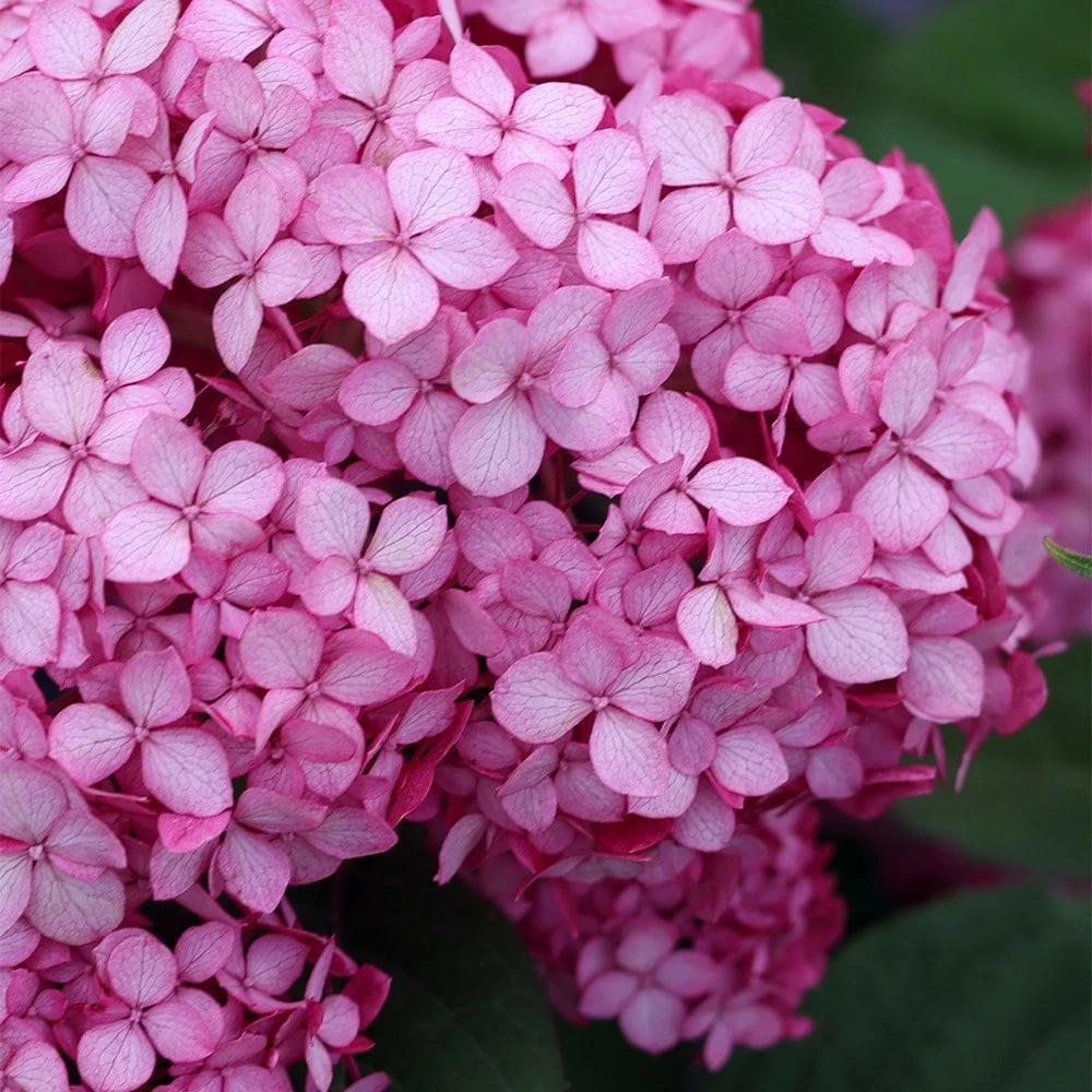 Hydrangea Arborescens Ruby Annabelle ('Ncha3') (PBR) - Image 2