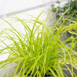 Carex Oshimensis 'Everillo' (PBR) (EverColor Series)