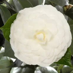 Camellia Japonica 'Nuccio's Gem'