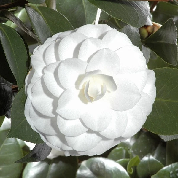 Camellia Japonica 'Nuccio's Gem' - Image 2